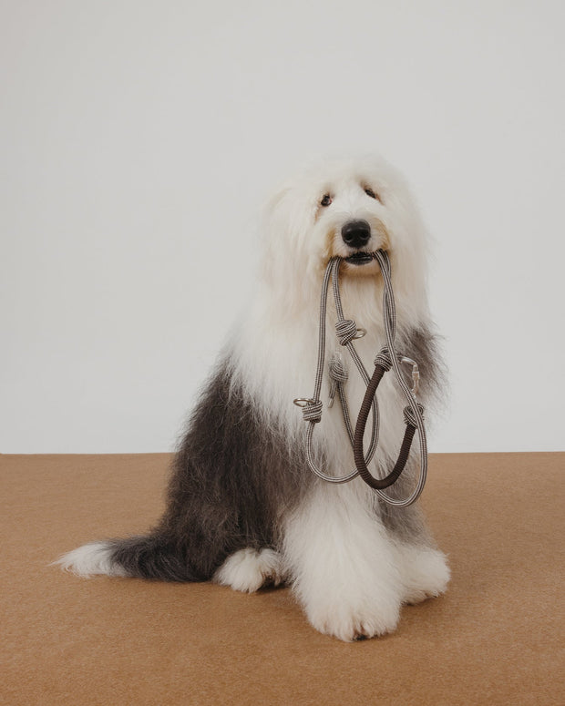 🦴 Versatile, Strong & Stylish – The Leash That Does It All !