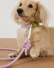 🦴 Versatile, Strong & Stylish – The Leash That Does It All !