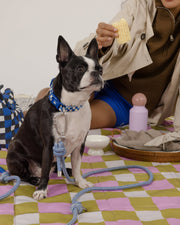 🦴 Versatile, Strong & Stylish – The Leash That Does It All !